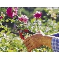 Forbice Vendemmia BAHCO Lame Curve CM.19 